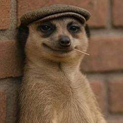 The Meerkat Meme Logo