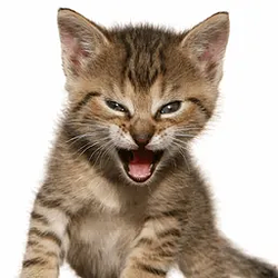 The Roaring Kitty Logo