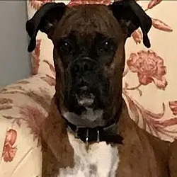 The Voter Dog Logo