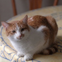 Tibanne Thecat Logo