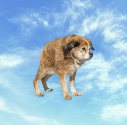 Tilly Logo