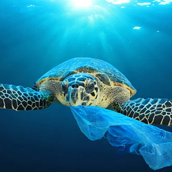 Unbagging The Ocean Logo