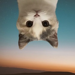 UpSide Down Cat Logo