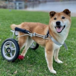 Wheelchair Pup Logo