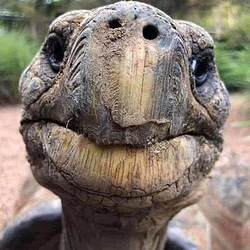 WORLDS OLDEST ANIMAL Logo
