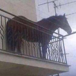 Logo year of the horse